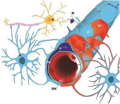 A New Perspective on the Pathophysiology of Idiopathic Intracranial Hypertension: Role of the Glia-Neuro-Vascular Interface